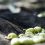 Metodo di raccolta delle olive in Calabria